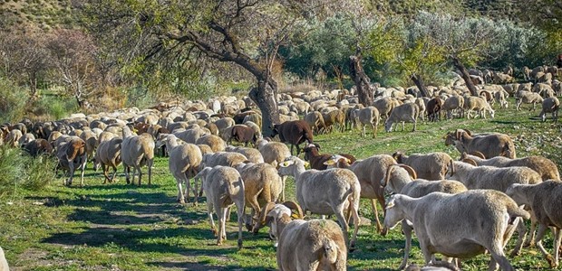 Επτά νέα κρούσματα ευλογιάς στη Θεσσαλία